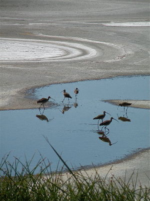Long-billed Curlews on Owens Lake