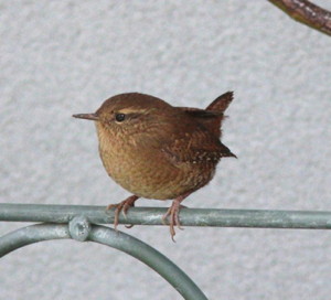 Pacific Wren by Debby Parker
