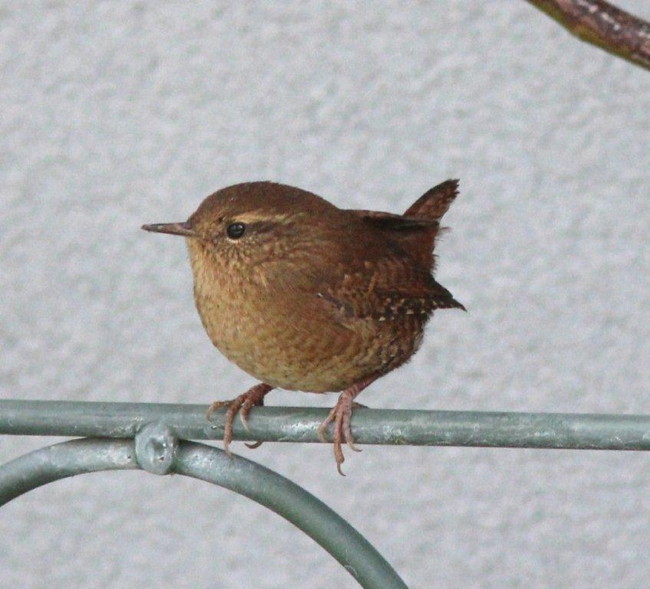 Pacific Wren by Debby Parker