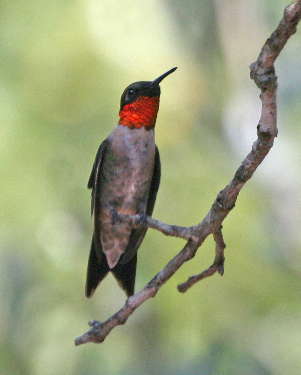 Ruby-thraoted Hummingbird