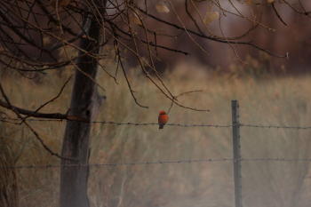 A Vermillion Flycatcher was a literal bright spot on the Christmas Bird Count