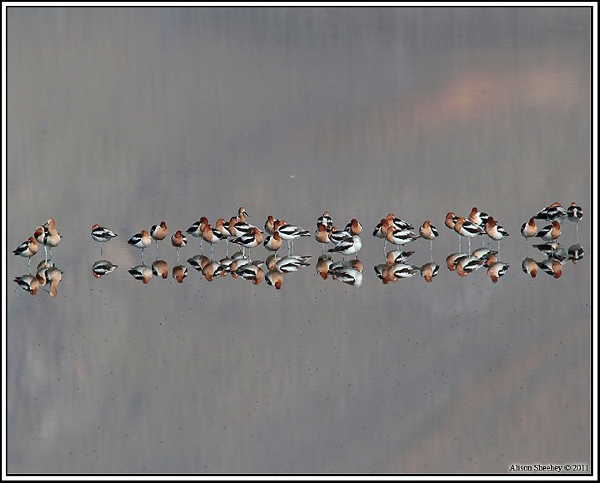 Birder at Owens Lake
