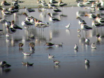 Birds on Owens Lake, Photo by Michael Prather