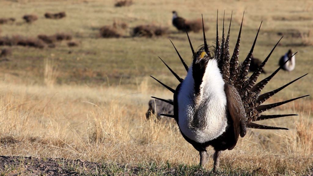 Sage Grouse by Bob wick
